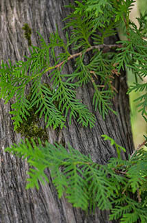 Boughs and trunk of a cedar tree are shown.