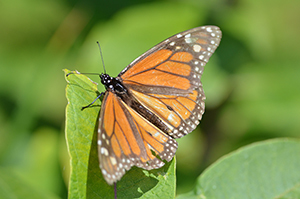 monarch butterfly on green leaf