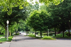 a lush, tree-lined city street