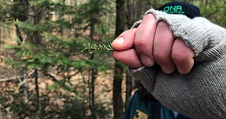 An educator's hand is pictured holding part of an evergreen branch.