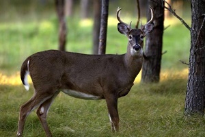 White-tailed buck in the Michigan forest
