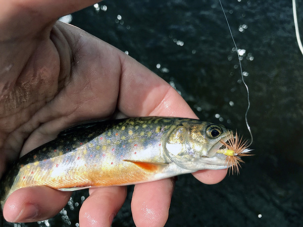 A brook trout is held in an angler's hand with a Roberts' Yellow Drake fly in its mouth.