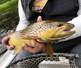A beautiful brown trout is shown caught on a Roberts' Yellow Drake fly.
