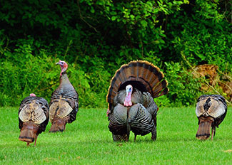 A group of turkeys is shown on a grassy area.