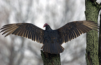 A turkey vulture is shown perched with its wings spread wide.