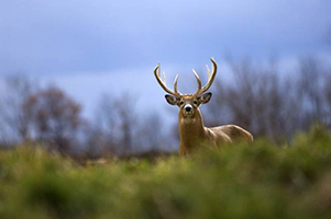 white-tailed deer buck in field with blue sky