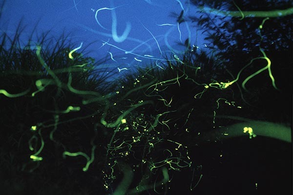 An artsy nighttime image of fireflies glowing is shown.