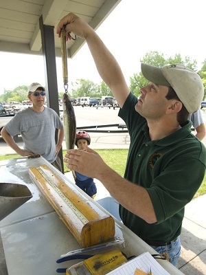 a DNR creel clerk measures a fish during a survey