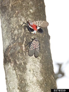 spotted lanternfly wings open and closed