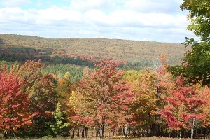 An autumn forest view near Storey Lake, near the Pigeon RIver County State Forest in northern Michigan