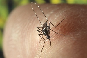 Asian tiger mosquito on a person's finger