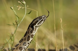 Massasauga rattlesnake