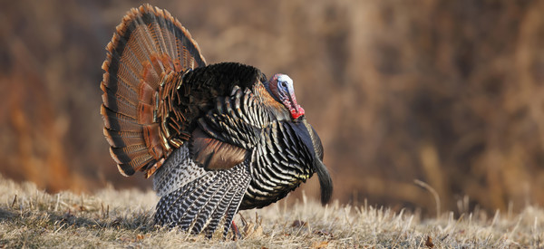 wild turkey