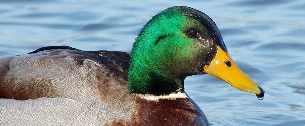 mallard
