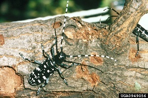 Adult Asian longhorned beetles on a branch