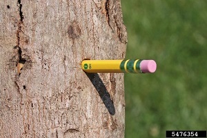 A pencil sticking out of an Asian longhorned beetle hole in a tree trunk.