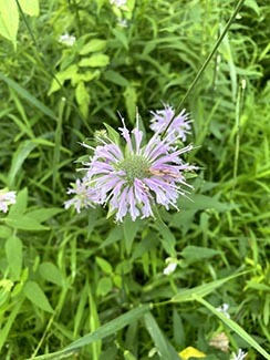 This photo shows blooming bee balm in all its purplish-pink glory.