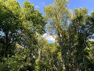 A green forest canopy is pictured against a blue sky.