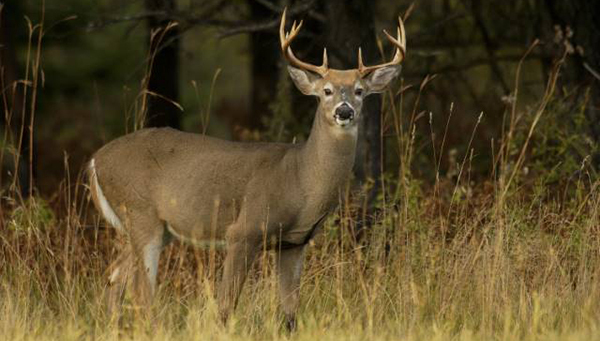 whitetail buck deer in forest