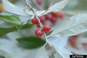 Autumn olive shrub