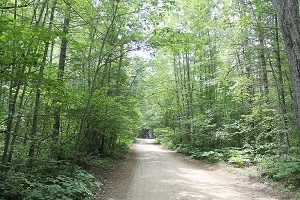 A forested trail view on a 3.7-acre lot with access on Boardwalk Road near Lake Marjory in Otsego County