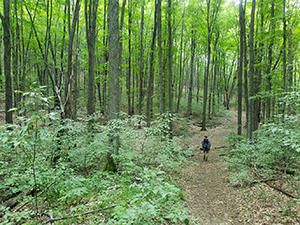 Hiker on forest trail in Jordan River Valley