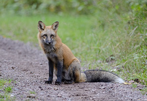 A red fox is shown along a woods road.