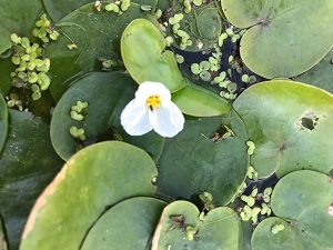 A European frog-bit plant with a small, white flower
