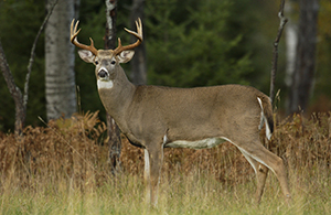 white-tailed deer buck in field near forest