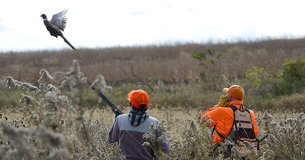 hunters aiming at pheasant in flight