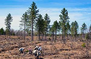 Three men at the edge of a cutover area plant seeds for new trees.