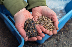 Two handfuls of seeds are shown from the Wyman Nursery.