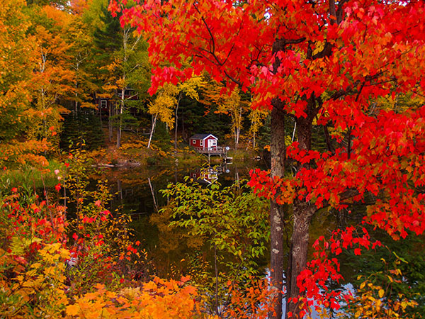 Fiery red leaves on a maple tree highlight this scene along the Dead River.