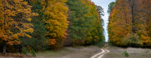 fall forest road