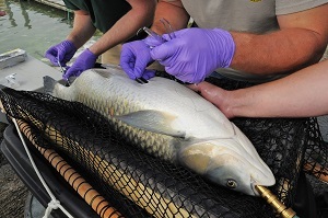 A grass carp lies on a net belly-up as researchers take it's blood and inject a transmitter.