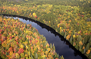 aerial view of fall forest with river running through it