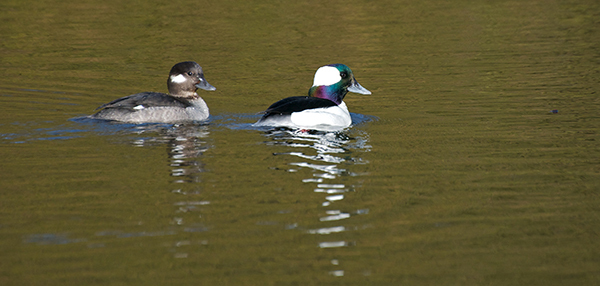 pair of bufflehead ducks swimming