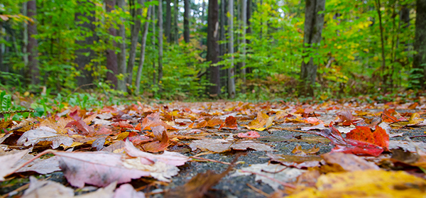 wooded trail with fall leaves on the ground