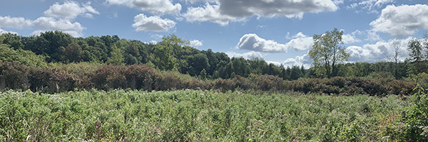 glenn fen wetland in late summer at waterloo