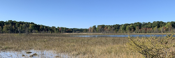 fen wetland in late summer at Brighton