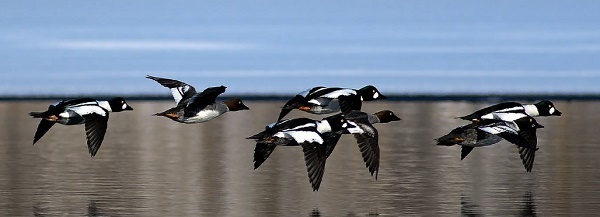 A group of common goldeneye ducks flies low across the cold water, blue sky above and snowy trees in background