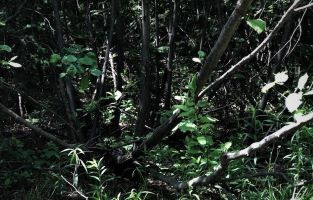 A dense thicket of tag alder brush