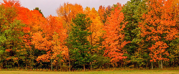 A forest of trees with fall colors