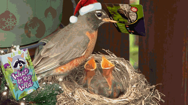 A robin holding a game card over the mouths of two baby birds. 