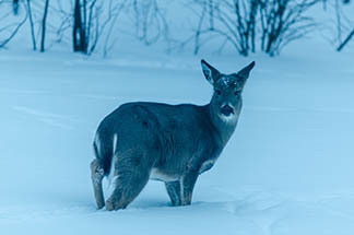 A white-tailed deer is shown on a cold winter evening.