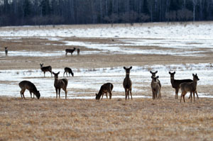 Deer are gathered in a farmer's field in the eastern U.P. in Mackinac County.