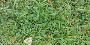 A patch of Japanese stiltgrass