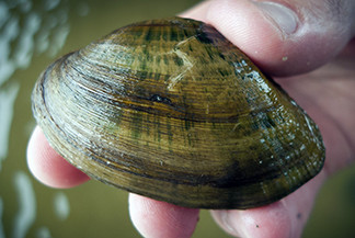 A close-up view of a snuffbox mussel is shown.
