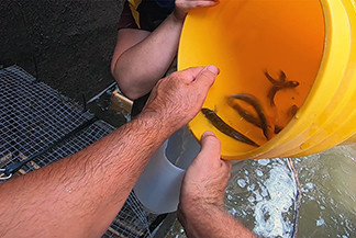 A half-tipped bucket containing logperch and water is shown.