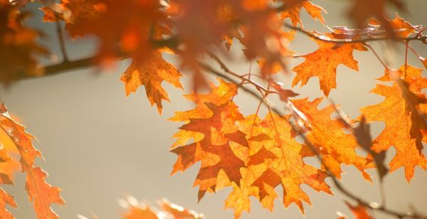 Bronze oak leaves in autumn